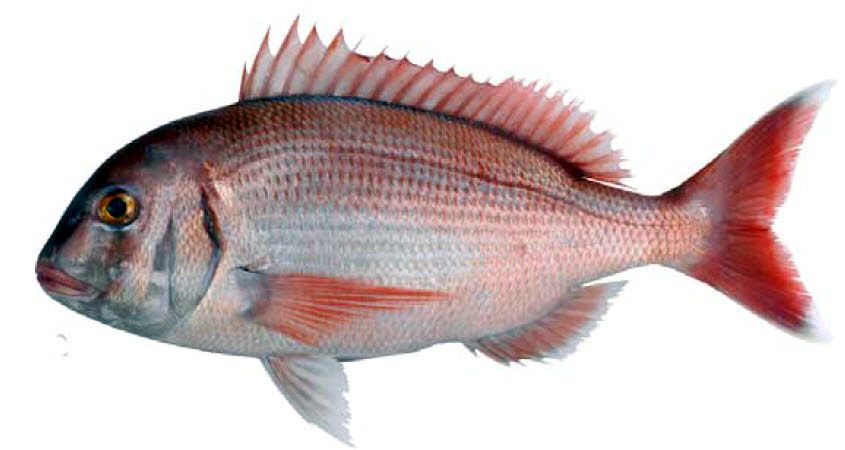 Pagrus pagrus_08.jpg